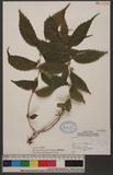 Solena amplexicaulis (Lam.) Gandhi T