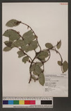 Castanopsis formosana (Skan) Hayata OW