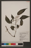 Pilea petiolaris (Sieb. & Zucc.) Blume `N
