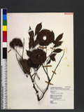 Archidendron lucidum (Benth.) I. C. Nielsen X