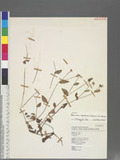 Persicaria nepalensis (Meisn.) H. Gross L