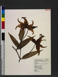Lilium speciosum Thunb. var. gloriosoides Bak. vlʦX