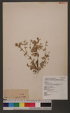 Cerastium fontanum Baumg. gubsp. triviale (Link) Jalas var. angustifolium (Franch.) Hara ULͱ
