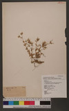 Cerastium fontanum Baumg. gubsp. triviale (Link) Jalas var. angustifolium (Franch.) Hara ULͱ
