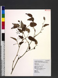 Smilax menispermoidea A. DC. rjn