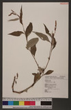Polygonum persicaria L. Kd