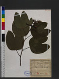 Bauhinia variegata L. Ͽ