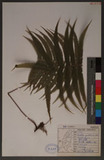 Christella parasitica (L.) Lev. K
