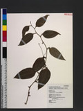 Smilax nantoensis T. Koyama nn