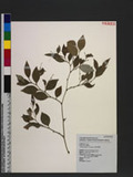 Smilax hayatae T. Koyama Фn