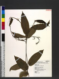 Smilax riparia A. DC. jZ