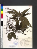 Desmodium laxum DC. subsp. laterale (Schindler) H. Ohashi [ys½