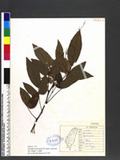 Desmodium podocarpum DC. subsp. oxyphyllum (DC.) H. Ohashi ps½