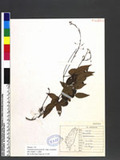 Desmodium podocarpum DC. subsp. oxyphyllum (DC.) H. Ohashi ps½