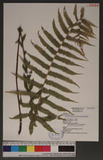 Cyclosorus dentatus(Forsk.) Ching 