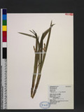 Ophiopogon reversus C. C. Huang 高節沿階草