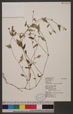 Persicaria nepalensis (Meissner) Miyabe L