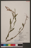Persicaria longiseta (De Bruyn) Kitagawa Jd