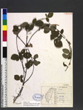 Desmodium laxiflorum DC. s½