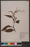 Polygonum lapathifolium L. ]d