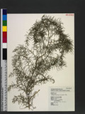 Asparagus cochinchinensis (Lour.) Merr. ѪV