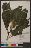 Phytollaca americana Linn. 美洲商陸