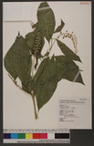 Phytollaca americana Linn. wӳ