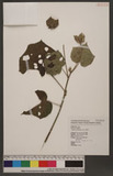 Hibiscus taiwanensis S. Y. Hu 山芙蓉
