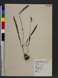 Scilla sinensis (Lour.) Merr. Ǩ