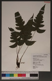 Stegnogramma griffithii ( T. Moore ) K. Iwats. var. wilfordii (Hook.) K. Iwats ¤t