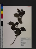 Desmodium sequax Wall. is½