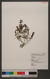 Pilea microphylla (L.) Leibm. pN