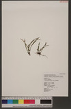 Vittaria angusto-elongata Hayata Vѱa