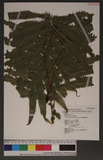 Cyclosorus kotoensis (Hayata) Shieh 긢