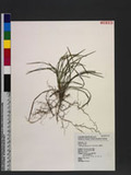 Ophiopogon japonicus (L. f.) Ker-Gawl. 書帶草