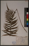 Christella acuminata (Houtt.) Lev. 