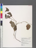 Smilax menispermoidea A. DC. subsp. randaiensis (Hayata) T. Koyama rjn