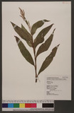 Polygonum