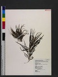 Blyxa japonica (Mi...