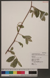 Malaisia scandens (Lour.) Planch. Ls