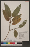 Ficus heteropleura Bl. y_