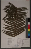 Pneumatopteris truncata (Poir.) Holtt. }