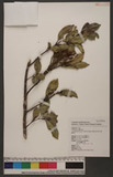 Korthalsella japonica (Thung ) Engler, Enbler & Prantl. ̸H