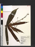 Dracaena angustifolia Roxb. fJL
