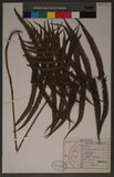 Christella parasitica (L.) Lev. K