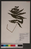 Metathelypteris uraiensis (Rosenst.) Ching QӪP