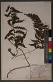 Metathelypteris gracilescens (Blume) Ching Yb