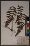 Parathelypteris glanduligera (Kunze) Ching KP