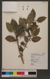 Elaeagnus triflora...