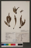 Antrophyum formosanum Hieron. OWe